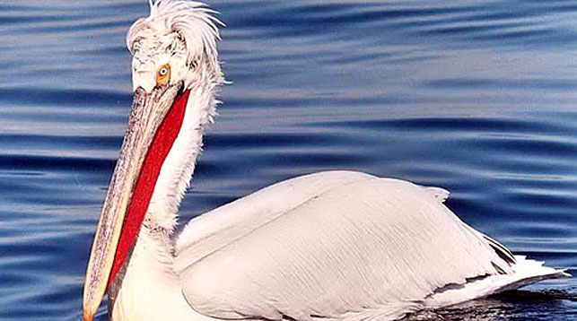  В Беларуси открыт новый для нашей страны вид птиц — кудрявый пеликан. Фото. Картинка